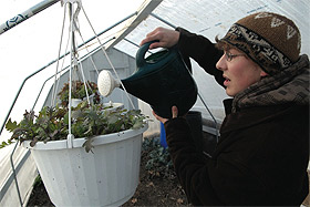 Picture of Peter Klink watering plants