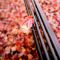 red leaves on a park bench